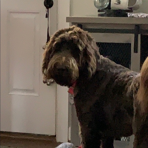 Meet your Posher, William - Picture 1 of 1